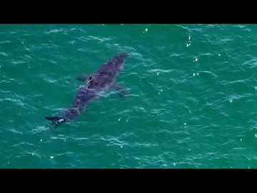 Long Island on Alert for Shark Sightings