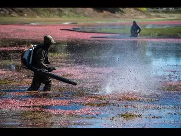 The Leaf Blowers Won't Go Quietly