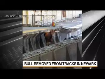 Watch: Bull Gets Loose on Train Tracks in New Jersey