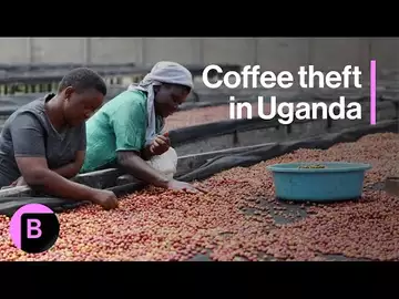 Coffee Prices so High Theft Becomes a Reality in Uganda