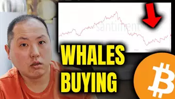 BITCOIN HOLDERS PAY ATTENTION TO WHALES BUYING