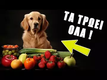 Να δώσουμε φρουτάκια στα σκυλάκια? | The Dog House